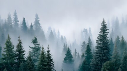 Fototapeta premium 4k Misty landscape with fir forest in hipster vintage retro style wallpaper photography