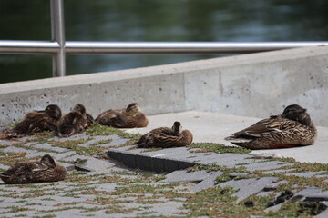 mother duck keeps watch and naps as ducklings sleep on paved patio beside manmade pond (close-up)