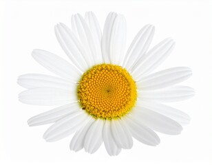daisy flower isolated on white
