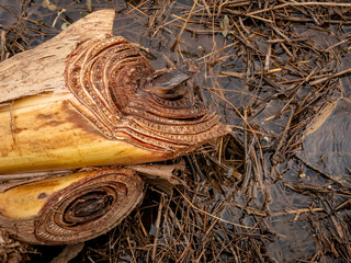A banana tree trunk that was cut down in the middle of a wet field due to last night's rain