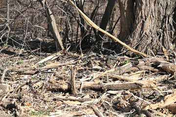 Shredded Tree Trunk
