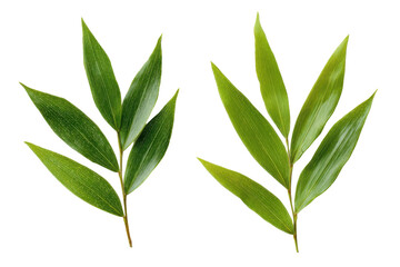 Fresh Green Bamboo Leaves: Exquisite details of vibrant, fresh green bamboo leaves, showcasing the natural beauty of flora. A captivating portrayal of the simple elegance of nature.