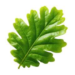 Oak Leaf in Detail: A vibrant oak leaf, a symbol of strength, resilience, and the beauty of the natural world, showcases its intricate textures and vibrant green hue.