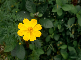 A vibrant yellow Cosmos flower in full bloom, with natural green leaves background