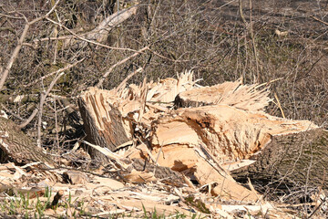 Shredded Tree Trunk