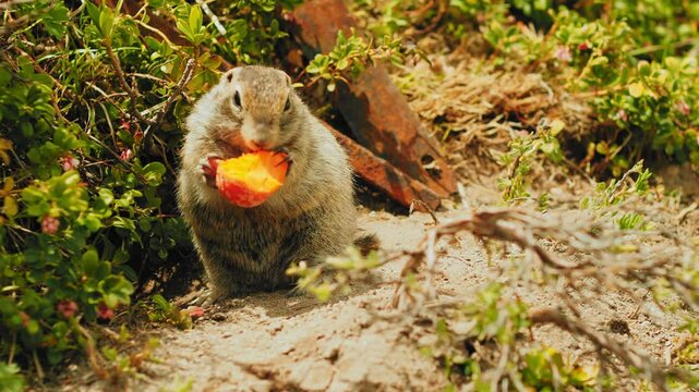 A small squirrel appears to savor a bright orange object while standing amidst greenery. The scene captures the charm of wildlife in a serene, sunny environment