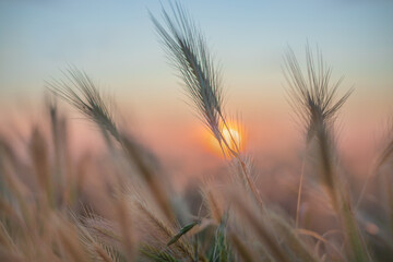 Dry spikelets of wild grass at sunset or sunrise on summer meadow.