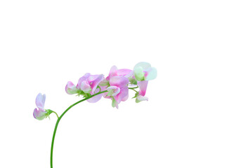 Single stem of light pink sweet pea flowers with soft green stem, isolated on a white background. Ideal for floral designs and spring-themed compositions. Copy space