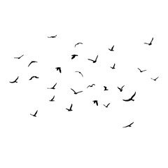 A flock of flying silhouette birds. Black on white background. Vector