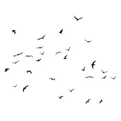 A flock of flying silhouette birds. Black on white background. Vector