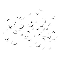 A flock of flying silhouette birds. Black on white background. Vector