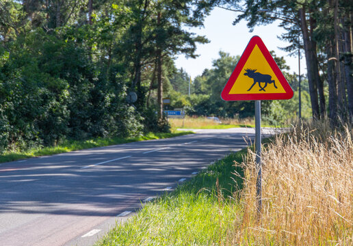 Swedish traffic sign on a street with an elk warning of moose crossing