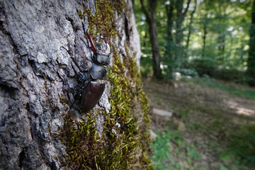 Wide-angle Closeup on a male European stag beetle, Lucanus cervus turcicus on a tree trunk in...