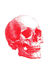 Detailed red skull illustration with intricate bone structure, perfect for gothic, horror, or anatomical themes, evoking a sense of mortality and danger with its stark contrast on a clean white backgr