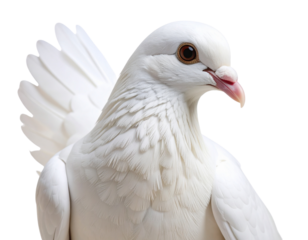 Close-up of Dove in Mid-Coos with Head Tilted, isolated on transparent background