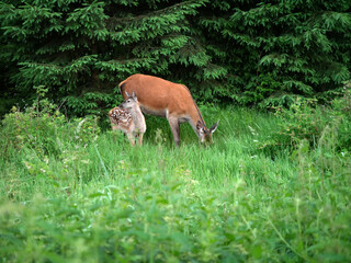 Wild Deer and Fawn in Forest Clearing on Summer Day