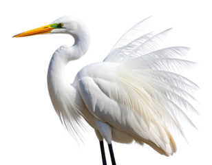 Close-up of Egret with Fluffed Feathers and Sharp Beak, isolated on transparent background