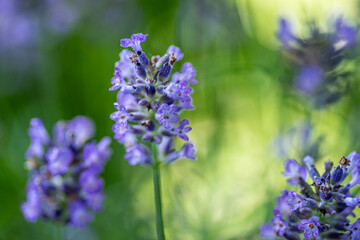 kwiat lawendy w zbliżeniu © Henryk Niestrój