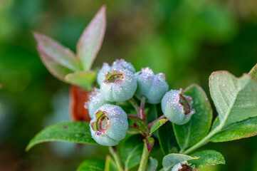 dojrzewające owoce borówki amerykańskiej