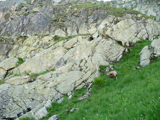 Wild Mountain Goat Standing on Rocky Alpine Slope