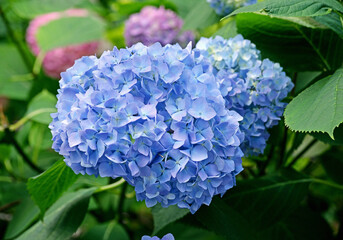 Blue hydrangea in the summer garden