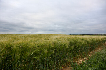 Fields of still green wheat, swaying in the wind, on the farmlands of the French Atlantic coast