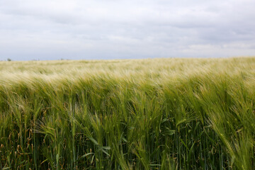 Fields of still green wheat, swaying in the wind, on the farmlands of the French Atlantic coast