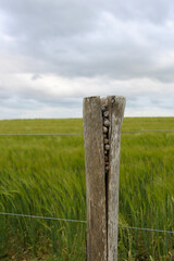 Wooden post of a barbed wire fence in a wheat field serving as a nest for snails