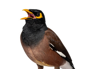 Obraz premium Close-up of Singing Myna Bird with Open Beak, isolated on transparent background