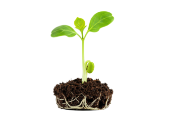 Vibrant green seedling with broad leaves and visible roots emerges from dark soil on a transparent studio background, captured in a sharp macro shot with bright lighting, symbolizing new beginnings