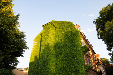 Facade greening in Germany. Fully covered residential building wall with climbing plants. Ivy...