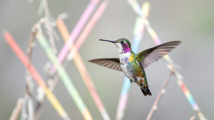 Fototapeta premium A colorful hummingbird with striking purple, green, and white plumage soars amidst blurred branches creating a vibrant nature scene.