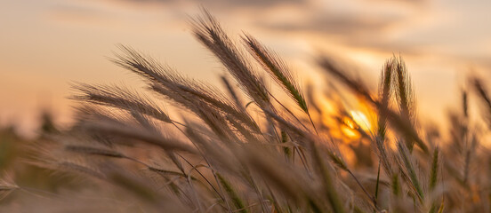Dry spikelets of wild grass at sunset on summer meadow © Na-um