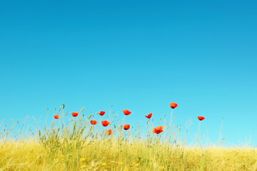 Poppies against a blue sky.