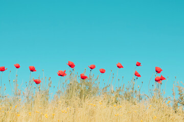 Poppies against a blue sky.