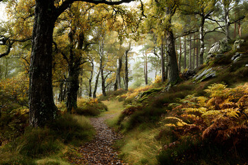 Fototapeta premium Autumnal woodland scene in the highlands