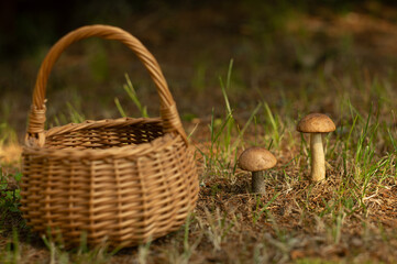 A mushroom podosinovik and a wicker basket.Mushroom picking in the forest in autumn.