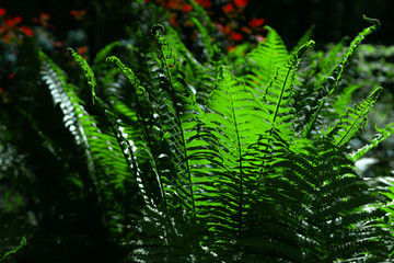 fern leaves against the sun in a public park