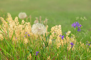 Summer wild flowers and herbs in green meadow close-up.