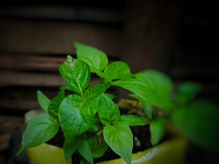 fresh young chili plants with blurred background