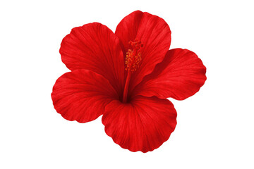 Vibrant red hibiscus bloom, revealing intricate stamen and soft petals against transparent backdrop