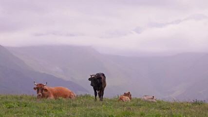 cows are grazing on green foothill top in front of misty mountains at rainy day in Kyrgyzstan - Powered by Adobe