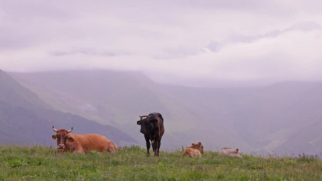 cows are grazing on green foothill top in front of misty mountains at rainy day in Kyrgyzstan
