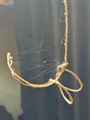 small hanging rope wrapped in spider web