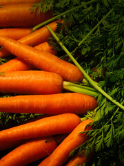 fresh carrots