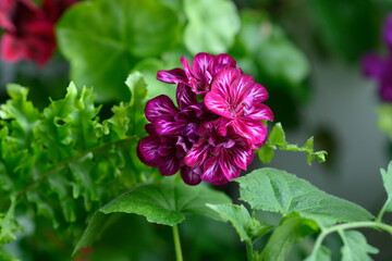 Motley: red, pink and white pelargonium flowers. Blooming geranium. Decorative flowering houseplant.