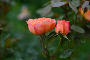 Flower of orange rose in the summer garden. English Rose Lady Emma Hamilton of David Austin.