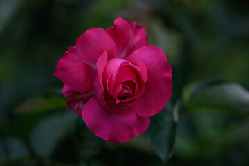 A bush of purple roses in a spring or summer ornamental garden. Variety of roses "Big purple". Decorative garden. Pink flower in the springtime park.