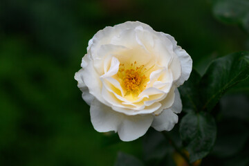 Flower of cream rose in the summer garden. English Rose Crocus Rose of David Austin.