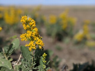 yellow flowers in the field